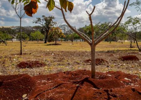 Brasil perdeu 16% de vegetação herbácea e arbustiva em 38 anos